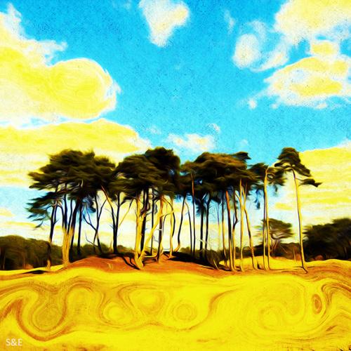 Trees and the Drift Sand  - Salman Ezzammoury